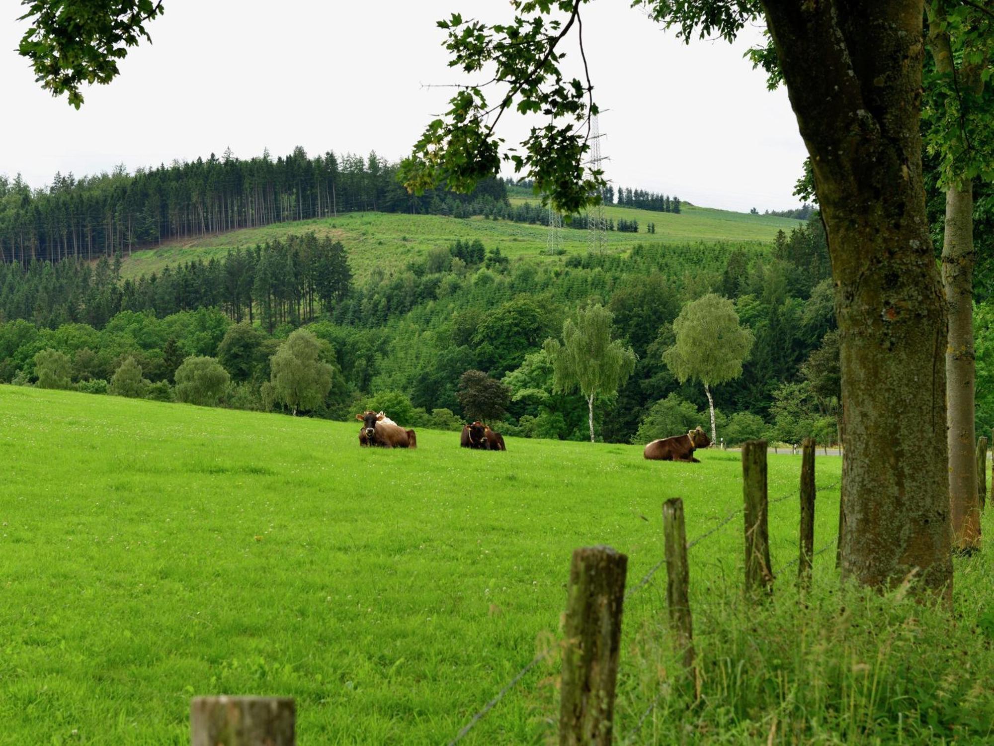 Cozy Holiday Home With Wifi In Hochsauerland Elpe Exterior foto